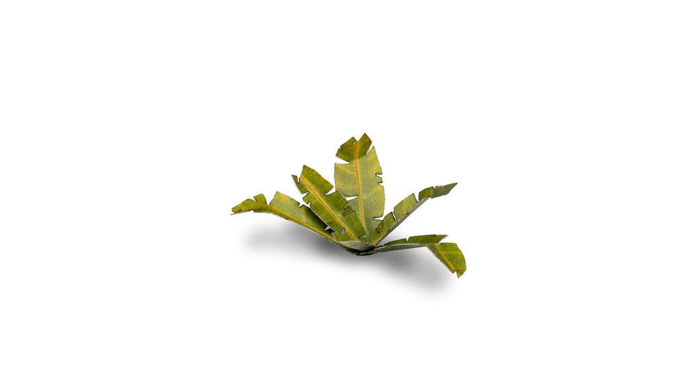 Gamers Grass | Laser Plants | Banana Tree (ONLINE ORDER ONLY)