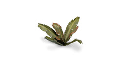 Gamers Grass | Laser Plants | Banana Tree (ONLINE ORDER ONLY)