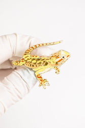 Bearded Dragon Enamel Pin (Pogona vitticeps)