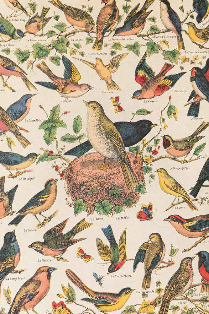 Birds Natural History Scientific Chart (ONLINE ORDER ONLY)