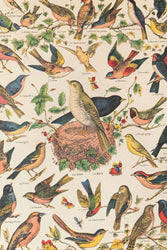 Birds Natural History Scientific Chart (ONLINE ORDER ONLY)