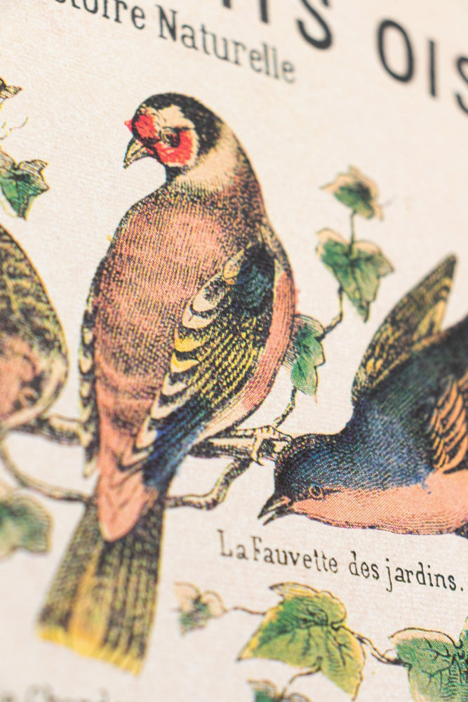 Birds Natural History Scientific Chart (ONLINE ORDER ONLY)