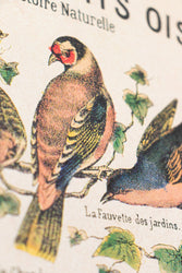 Birds Natural History Scientific Chart (ONLINE ORDER ONLY)