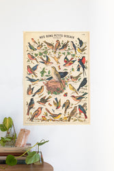 Birds Natural History Scientific Chart (ONLINE ORDER ONLY)