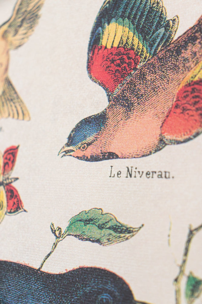 Birds Natural History Scientific Chart (ONLINE ORDER ONLY)