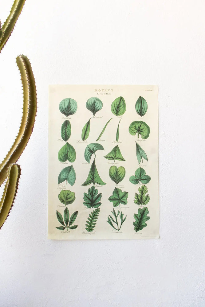 Botany: Leaves of Plants Scientific Chart (ONLINE ORDER ONLY)