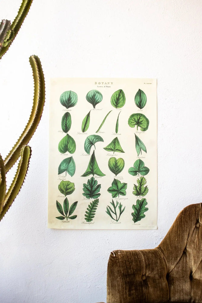 Botany: Leaves of Plants Scientific Chart (ONLINE ORDER ONLY)