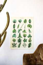 Botany: Leaves of Plants Scientific Chart (ONLINE ORDER ONLY)