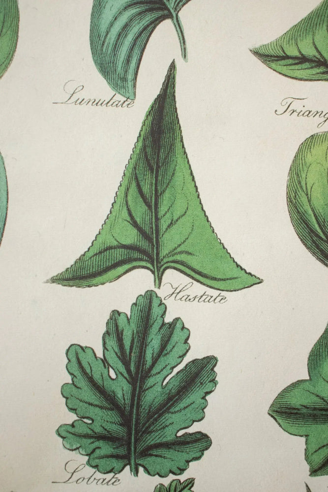 Botany: Leaves of Plants Scientific Chart (ONLINE ORDER ONLY)