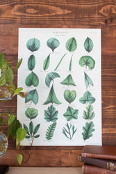 Botany: Leaves of Plants Scientific Chart (ONLINE ORDER ONLY)