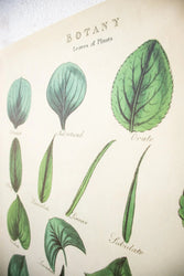 Botany: Leaves of Plants Scientific Chart (ONLINE ORDER ONLY)