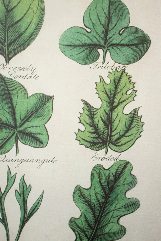 Botany: Leaves of Plants Scientific Chart (ONLINE ORDER ONLY)