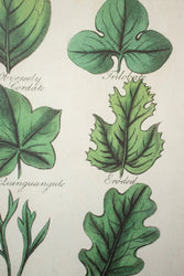 Botany: Leaves of Plants Scientific Chart (ONLINE ORDER ONLY)