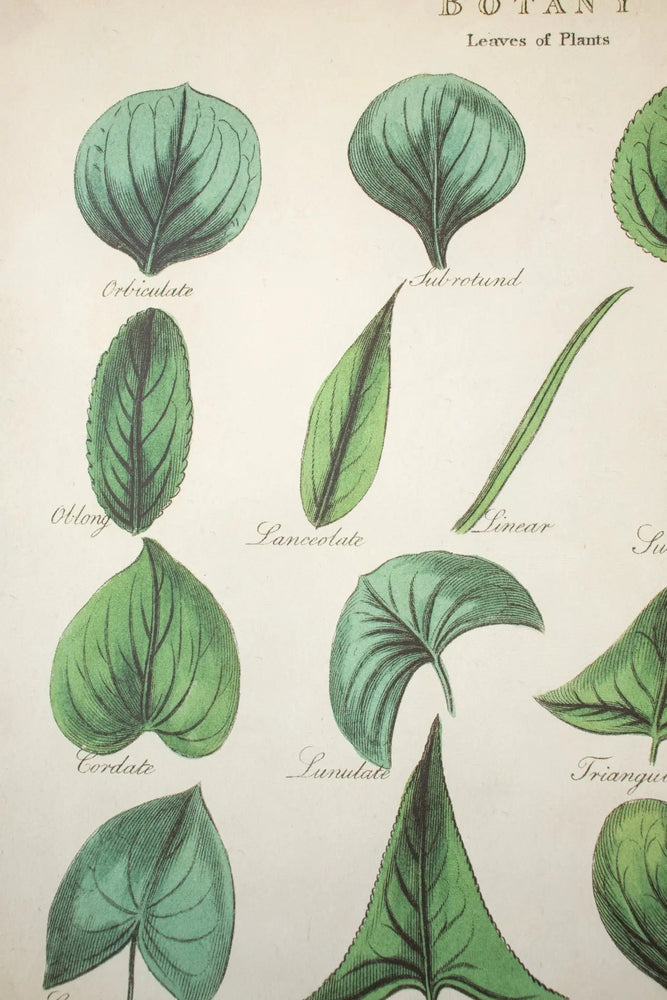 Botany: Leaves of Plants Scientific Chart (ONLINE ORDER ONLY)