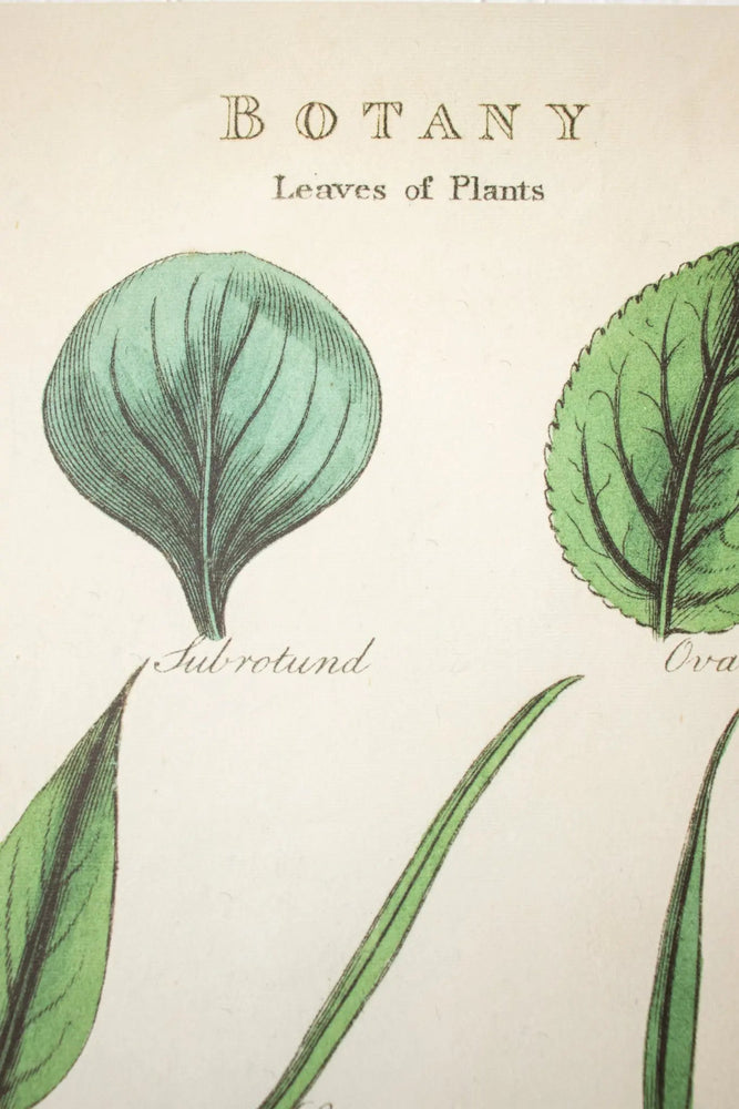 Botany: Leaves of Plants Scientific Chart (ONLINE ORDER ONLY)