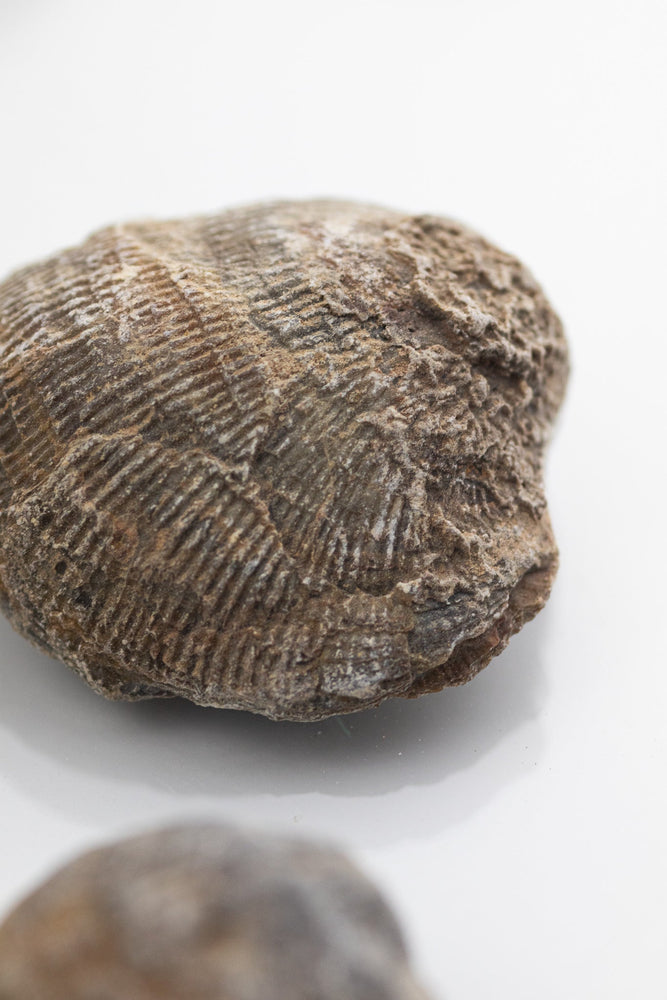 Brachiopod Fossil (Online Order Only)