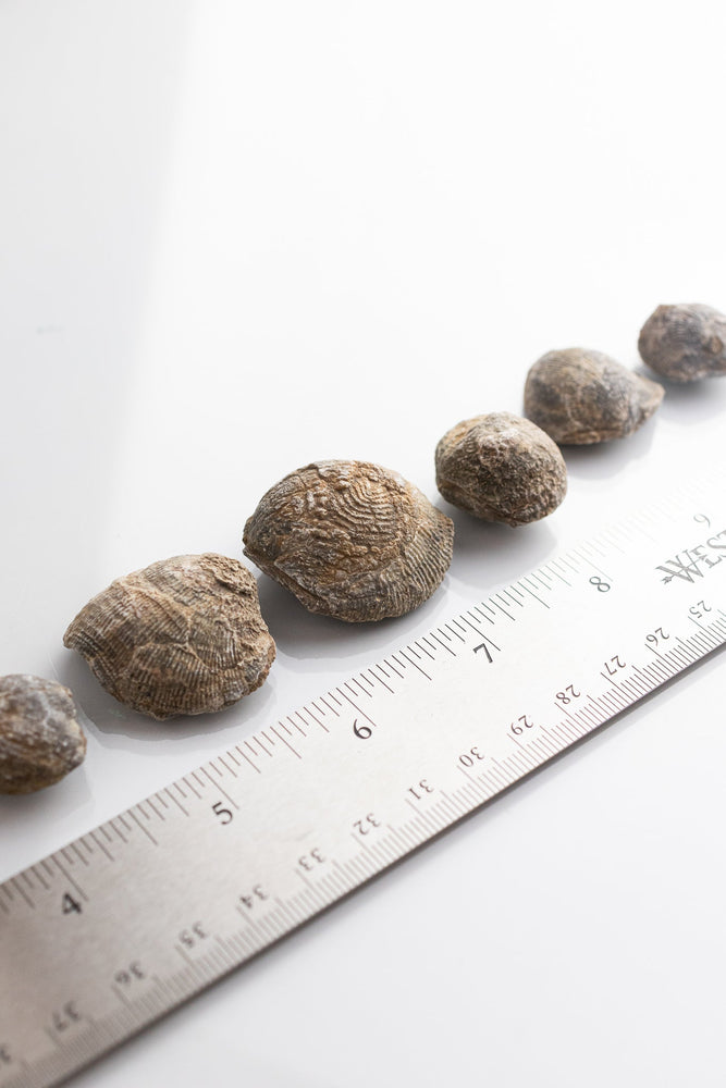 Brachiopod Fossil (Online Order Only)