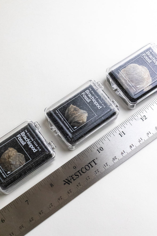 Brachiopod Fossil (Online Order Only)