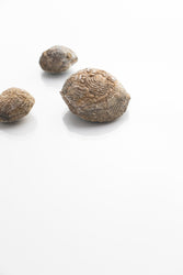 Brachiopod Fossil (Online Order Only)