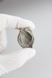 Brachiopod Fossil (Online Order Only)