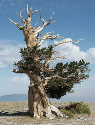 Bristlecone Pine Seeds