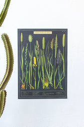 British Grass and Sedges Scientific Chart (ONLINE ORDER ONLY)