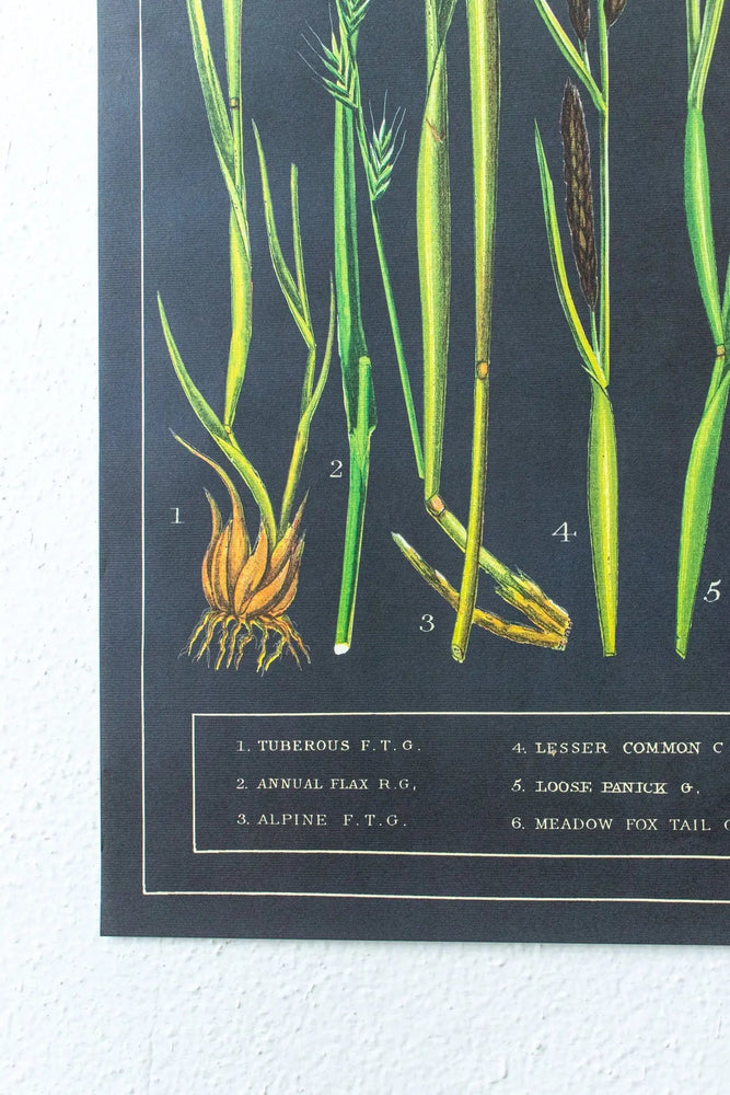 British Grass and Sedges Scientific Chart (ONLINE ORDER ONLY)