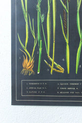 British Grass and Sedges Scientific Chart (ONLINE ORDER ONLY)