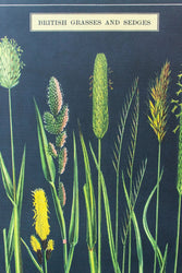 British Grass and Sedges Scientific Chart (ONLINE ORDER ONLY)