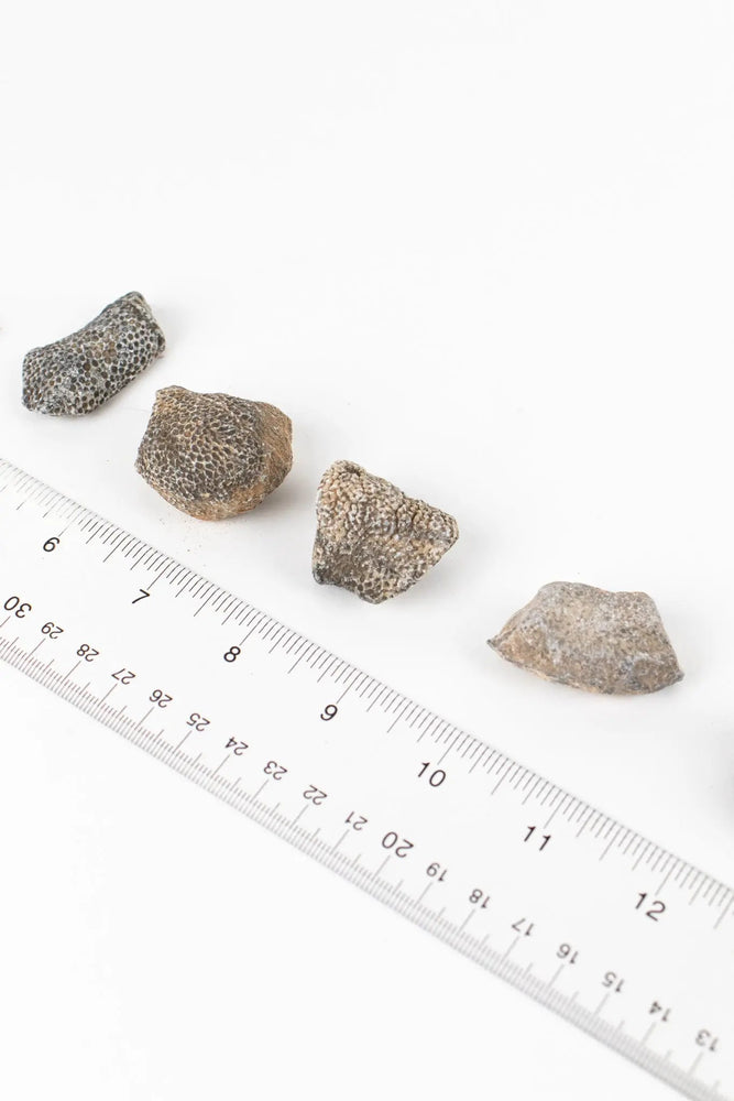 Bryozoa Fossil (Online Order Only)
