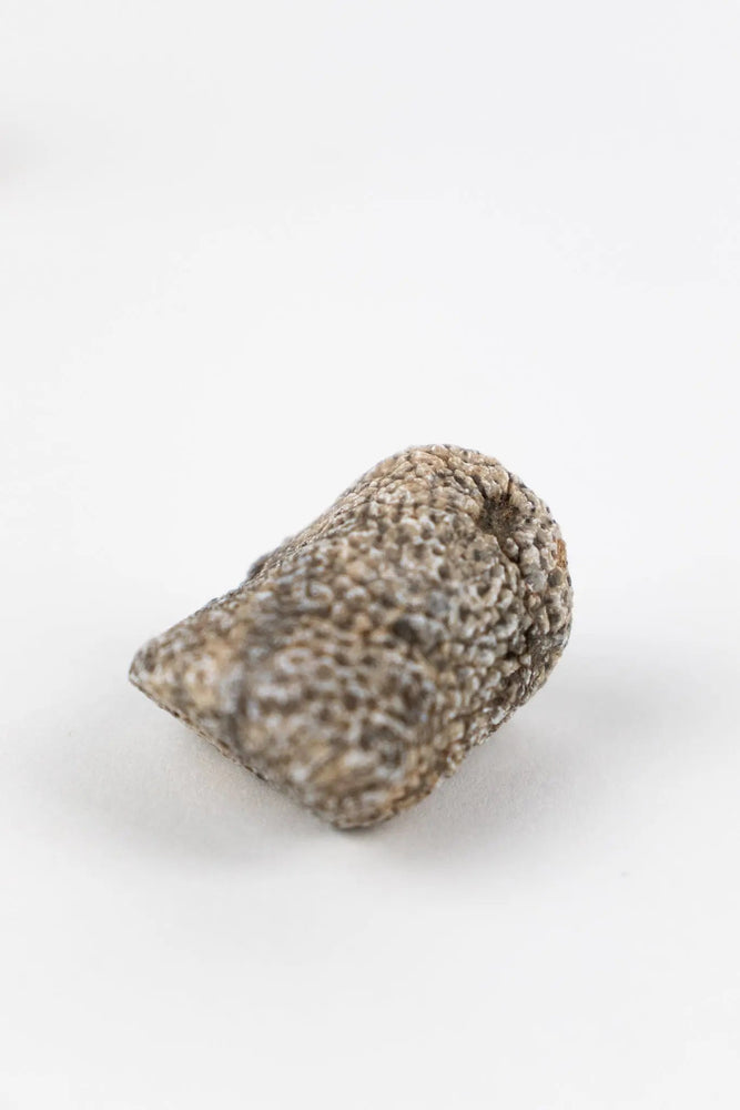 Bryozoa Fossil (Online Order Only)