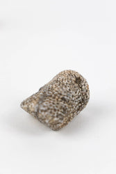 Bryozoa Fossil (Online Order Only)