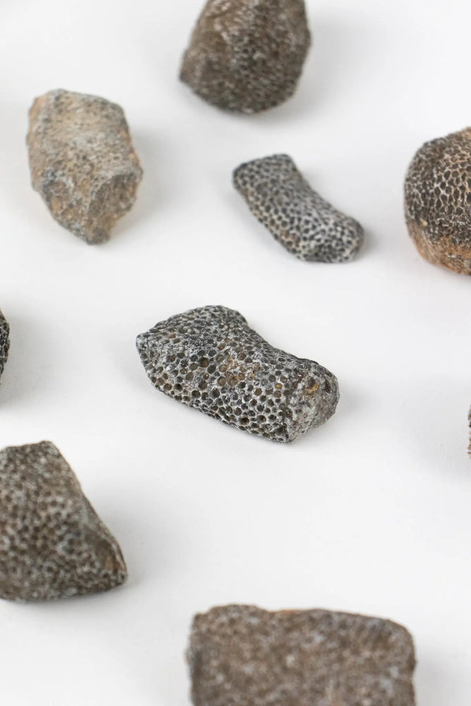 Bryozoa Fossil (Online Order Only)