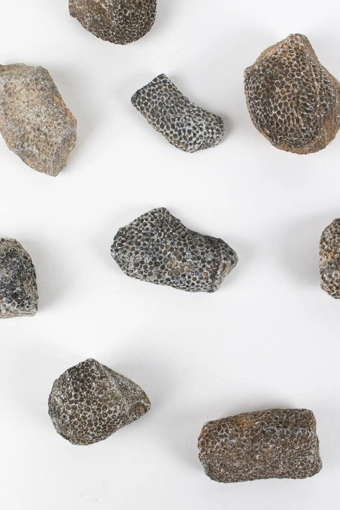 Bryozoa Fossil (Online Order Only)