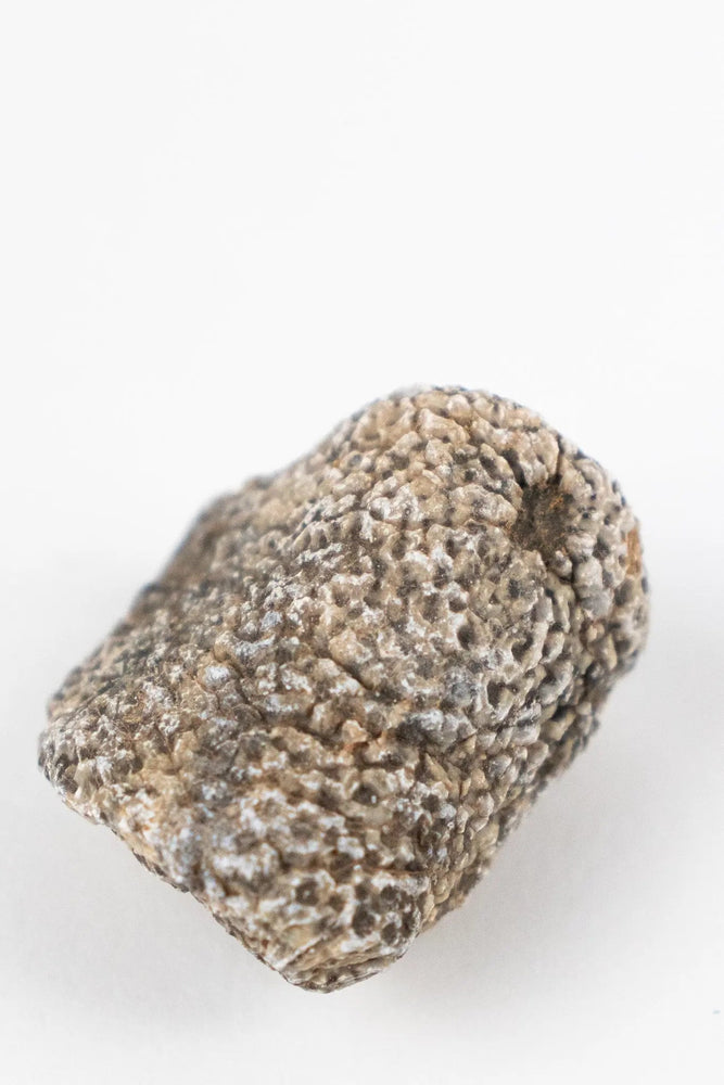 Bryozoa Fossil (Online Order Only)