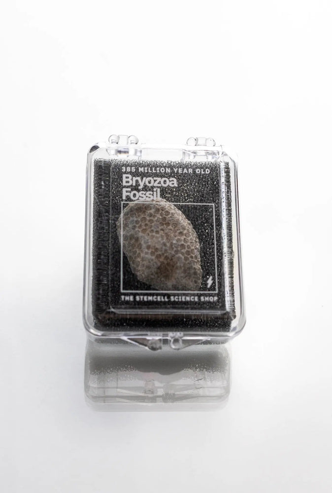 Bryozoa Fossil (Online Order Only)