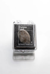 Bryozoa Fossil (Online Order Only)