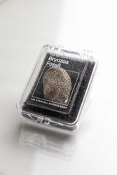 Bryozoa Fossil (Online Order Only)