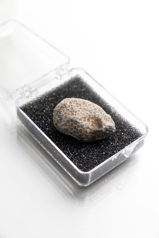 Bryozoa Fossil (Online Order Only)