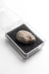 Bryozoa Fossil (Online Order Only)