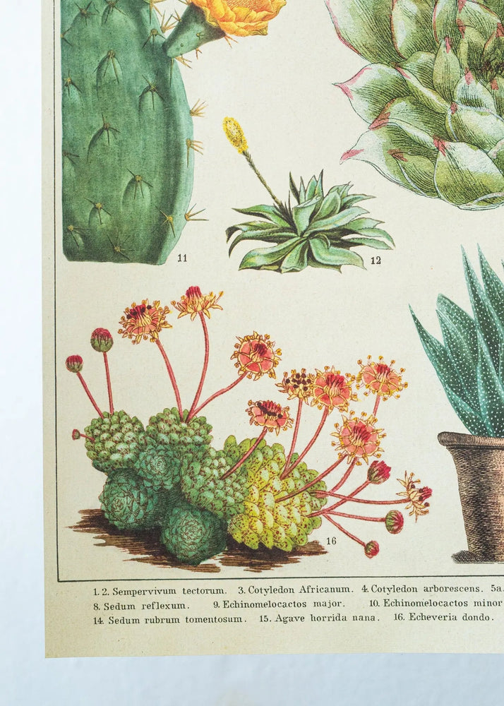 Cacti Scientific Chart (ONLINE ORDER ONLY)