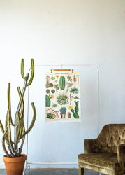 Cacti Scientific Chart (ONLINE ORDER ONLY)