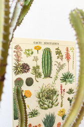 Cacti Scientific Chart (ONLINE ORDER ONLY)