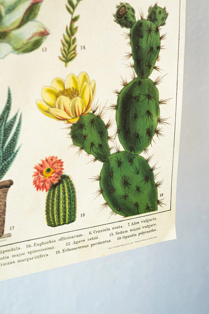 Cacti Scientific Chart (ONLINE ORDER ONLY)