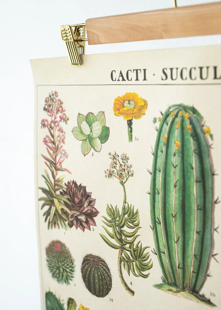Cacti Scientific Chart (ONLINE ORDER ONLY)