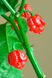 Carolina Reaper Seeds (Online Order Only)