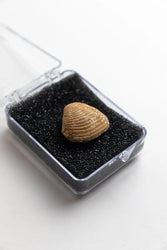 Clam Fossil (Online Order Only)