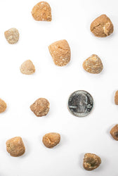 Clam Fossil (Online Order Only)