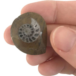 AMMONITE -  preserved fossil of an extinct cephalopod (ONLINE ORDER ONLY)