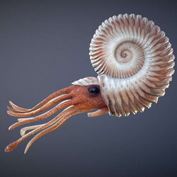 AMMONITE -  preserved fossil of an extinct cephalopod (ONLINE ORDER ONLY)